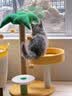 贝初众猫产房猫咪产房产窝大号折叠猫笼封闭式生产隔离房狗狗帐篷猫围栏 中号【适合猫妈妈+多只猫宝】 一房多用/矩形不占地/透气大空间 折叠易收纳/结实耐抓/经久耐用 实拍图