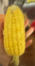 佳农宝菜山东带绿皮新鲜水果玉米健康轻食玉米4-6根4.5斤装源头直发 实拍图