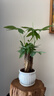 发财树盆栽大植物室内办公室桌面客厅小盆景招财树苗绿植花卉盆栽 三杆发财树 5-8cm【随机陶瓷盆】 【送肥料】 实拍图