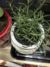 迷迭香苗盆栽可食用驱蚊植物香草薄荷苗绿植物室内煎牛排水培花卉 迷迭香原盆土一盆 盆径约12cm 含盆高约25cm 实拍图