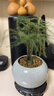 文竹盆栽绿植花卉盆景植物室内客厅水培文松云竹文竹大苗四季常青 文竹【1颗】原盆原土球发货 高度15-25cm 实拍图