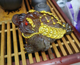 侑家良品茶宠可养高端变色茶宠三足金蟾蜍茶宠茶桌摆件 乔迁送礼 实拍图