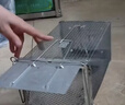 地依猫捕鼠笼捕鼠神器家用捕鼠器驱捉抓老鼠笼防灭鼠器除扑鼠器 实拍图