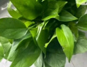 双盟绿萝盆栽除甲醛花卉绿植办公室新房净化空气180加仑4盆装源头直发 实拍图
