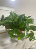 双盟绿萝盆栽除甲醛花卉绿植办公室新房净化空气160白1盆源头直发 实拍图