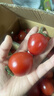千禧圣女果新鲜小番茄樱桃小柿子孕妇水果现摘现发新鲜蔬菜 新鲜圣女果 5斤 带箱 实拍图
