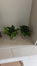 双盟 绿萝盆栽除甲醛花卉绿植办公室新房净化空气110款10盆装源头直发 实拍图