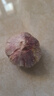 静益乐源山东紫皮蒜大蒜干大蒜蔬菜批发干蒜自种大蒜种子多瓣蒜当季蔬菜 【中果45mm】精品大蒜2斤 精选今年大蒜 实拍图