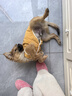 宠它星球狗狗衣服秋冬款猫咪泰迪小狗比熊冬季牵引幼犬棉衣秋季马甲西高地 桔色-菱形纹可牵引棉衣 2XL【推荐12-18斤】加厚保暖 实拍图