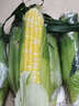 京鲜生 云南金银水果甜玉米 5斤单果280g+ 新鲜嫩苞米 源头直发 实拍图