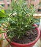 迷迭香苗盆栽可食用驱蚊植物香草薄荷苗绿植物室内煎牛排水培花卉 迷迭香原盆土一盆 盆径约12cm 含盆高约25cm 实拍图