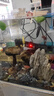 森森鱼缸水族箱加热棒自动恒温防爆缸加温棒小型鱼缸加热器 200W石英更省电带保护套（21.5cm长）带数显 实拍图