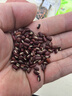 正宗长粒赤小豆红小豆东北赤小豆五谷杂粮粥中药材 赤小豆500克 实拍图