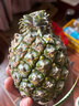 正宗海南金钻凤梨新鲜水果当季树上熟芒果凤梨【催熟食用】 1粒装单果500g-650g【7成熟，催熟再吃】 实拍图
