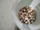 十月稻田 莲子 400g 湘潭产去芯磨皮白莲子 桂圆百合银耳羹煲汤食材 实拍图