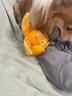 贵为（GiGwi）狗玩具嗅闻藏食自嗨解闷益智玩具猫咪狗狗消耗体力漏食宠物玩具 实拍图