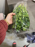 带根香菜100g 实拍图