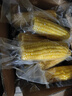 当季新货头茬东北黄甜糯玉米棒真空包装低脂黄糯大棒甜东北黏苞米 黄糯玉米16支净重4-4.5斤 130-180克/根 实拍图