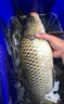 艾蒂欧苍穹之颠H118PLUS超轻硬传统钓鱼竿碳素19调炮竿打窝竿钓草洞鲫鱼 15m +加硬稍+打窝稍+鱼竿背带 实拍图