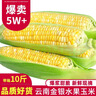 中鲜生云南水果玉米 新鲜甜玉米 现摘玉米棒 生鲜蔬菜可生吃火锅食材 9斤 水果玉米 实拍图