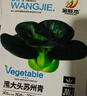 【京东物流】蔬菜种子四季播盆栽阳台庭院香菜生菜菠菜简单秋易种 黑叶苏州青种子1包约1000粒 实拍图