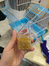 冰海精灵 鸟活体虎皮鹦鹉活物鸟手玩鸟学舌牡丹鸟宠物鸟玄风鹦鹉小鸟活体 套餐：虎皮2只备注+双层笼+1斤粮 实拍图