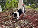 简芯四合一混合猫砂低尘强结团猫砂膨润土如厕用品豆腐猫砂 椰奶活性炭四合一混合砂 2.4kg/4.8斤*1 实拍图