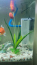 森森鱼缸过滤器三合一内置小型水族箱过滤系统增氧泵XQP-1000F 15W 实拍图