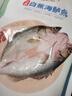 仙泉湖三去白蕉海鲈鱼1斤/条净膛冷冻刺少肉厚珠海特产500g生鲜年货食材 实拍图