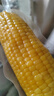 京鲜生东北糯玉米3黄3白3黑220g*9棒 真空包装新鲜甜糯玉米棒 源头直发 实拍图