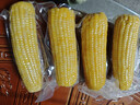 十月稻田 黄甜糯玉米 8根 3.52斤 真空包装 东北粘玉米棒 低脂早餐 实拍图