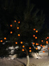梦多福太阳能彩灯氛围灯串红灯笼家用户外庭院柿柿如意春节过年装饰挂件 柿柿如意-太阳能10米36灯 高续航长寿命+远程遥控+阴雨天不断电 实拍图