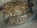 梭子蟹鲜活特大野生舟山大螃蟹海鲜新鲜冷冻海蟹水产飞蟹白蟹顺丰 9两以上/只 【净重5斤大梭子蟹】 实拍图