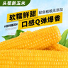灶小美【绿色食品】黄糯玉米棒 260g*8根 甜黏粘苞米 粗粮早餐 实拍图