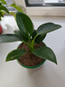 新大叶金钻绿公主盆栽植物除甲醛绿植办公室四季常青室内客厅摆放 【1盆】金钻+基地原盆 含盆高度15-20厘米 实拍图
