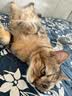 财咪宠物猫咪狗狗用品鼻支窝咳提高免疫力增强体质乳铁蛋白200片 实拍图