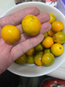 探味君 广西脆皮小金桔 应当季脆蜜滑黄皮小金桔橘桔子融安新鲜水果 净重2.8-3斤 中果（约45个/斤） 实拍图