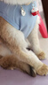 欢宠网宠物猫咪绝育服猫手术服母猫衣服断奶术后恢复幼小猫猫透气防舔衣 实拍图