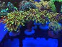 威力顿国象珊瑚专用胶海缸水族造景SPS粘珊瑚基座底座纽扣活石LPS鱼缸水草莫斯强力啫喱胶水可水下操作 国象珊瑚胶20g(送指套) 实拍图