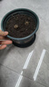花盆绿植盆栽加厚塑料简约多肉小盆阳台客厅月季玫瑰大号家用花盆 矮款1加仑(口径15cm)1个盆 配套托盘 实拍图