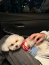 来旺兄弟 宠物美容剪刀猫咪狗狗平剪修毛剪专业理发器美容用品 直剪7英寸 实拍图