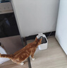 小佩宠物无线饮水机MAX  锂电款猫咪饮水机 宠物喝水器记录 涂层款 实拍图