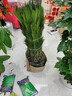 临雅铁树盆栽大型盆景办公客厅室内树苗树木绿植物1m含盆源头直发 实拍图