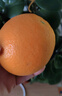 农夫山泉 17.5°橙 净重8斤 铂金果 赣南地区脐橙 生鲜水果橙子年货礼盒 实拍图