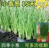 【春菜】耐热耐寒四季小香葱种子易种盆栽蔬果种籽 四季小香葱【易种】沾土发芽 【新种发芽率高】精选3包约2400 实拍图