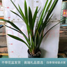 特级浓香型企黑兰花国兰客厅四季好养盆栽绿植物国花高端送礼物 高度40cm冠幅15cm特级精品兰花 1苗裸根发货 实拍图