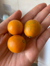 融安冰糖脆蜜金柑大果400g 单果25g+  实拍图