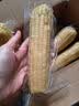 东北甜糯玉米黄糯白糯黑糯 单棒均重＞250g 新采年货真空包装 黄糯玉米10棒  均重＞230g 实拍图