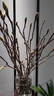 【玉兰】水培切枝花卉带花苞遇水开花室内植物好养绿植净化空气 混色玉兰鲜枝60-80厘米15枝(带花苞)花量大 实拍图