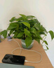 双盟绿萝盆栽除甲醛花卉绿植办公室新房净化空气 120款10盆源头直发 实拍图